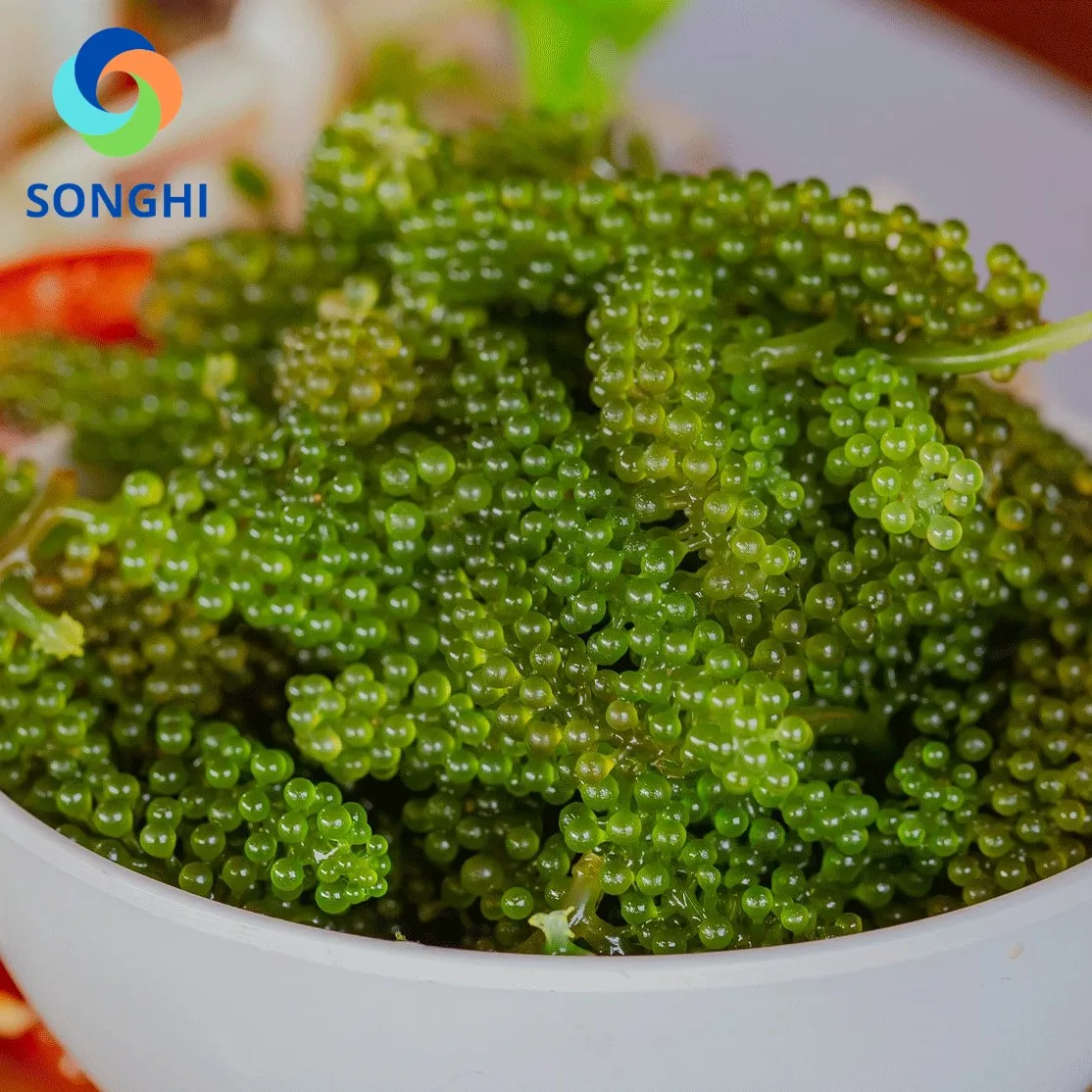 Морской виноград, зеленая Икра, водоросли, обезвоженные, высшего качества из Вьетнама, для оптовой продажи, картонная упаковка