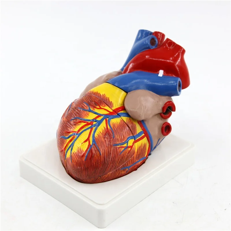 Увеличенный размер Съемный пластик человеческое сердце анатомическая модель медицинская научная Учебная