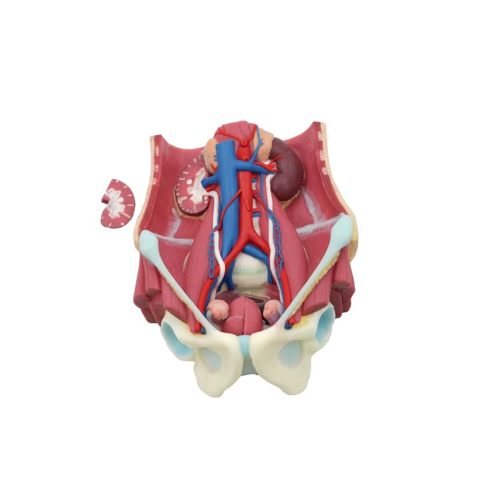 Medical Anatomy Model Soft Silicone Human Urinary System Model