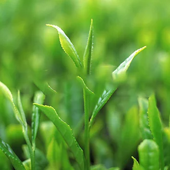
High Quality Organic Green Tea Extract Theanine 50%-98% with Fast Shipping 