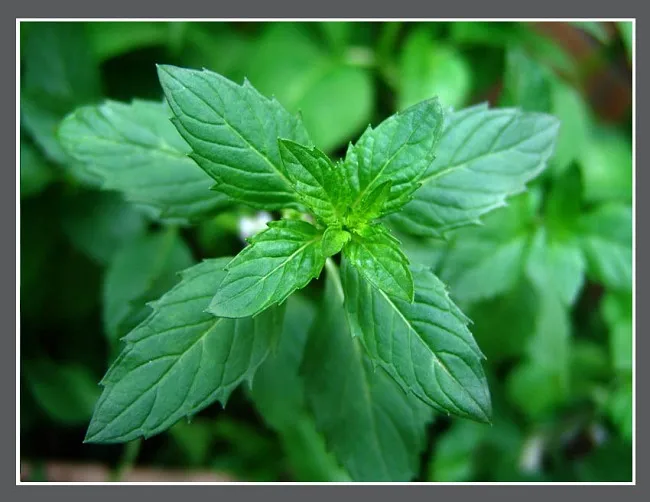 Private label free sample wholesale high quality 100% pure natural menthol crystal