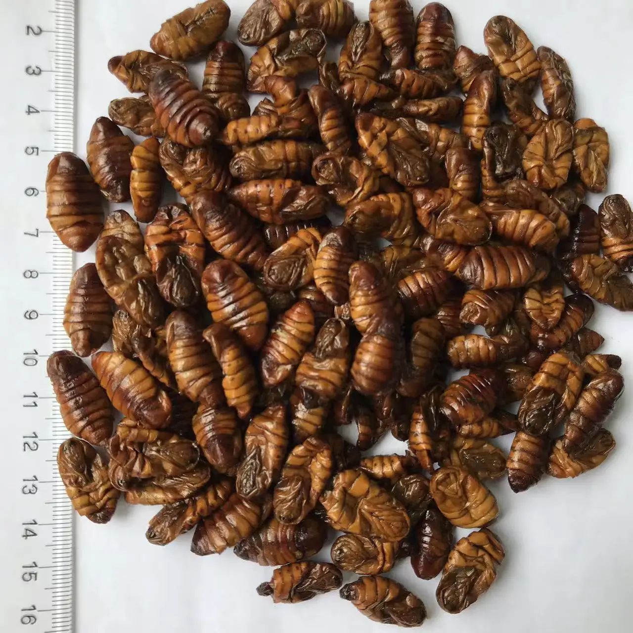 Edible Insect Silkworm Maggot Eco Fresh Silkworm Pupae Pet Food