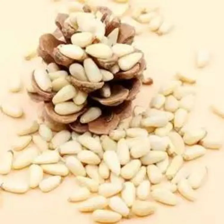 Top One Pine Nuts Organic Pine Nuts for Sale