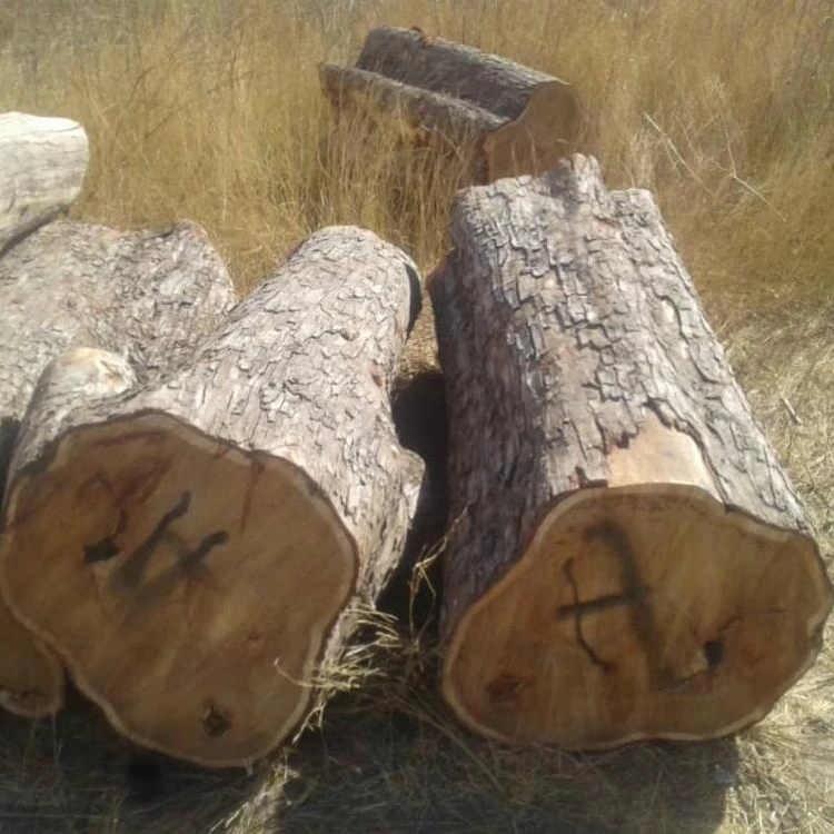 Древесина Vaneer из белого дуба
