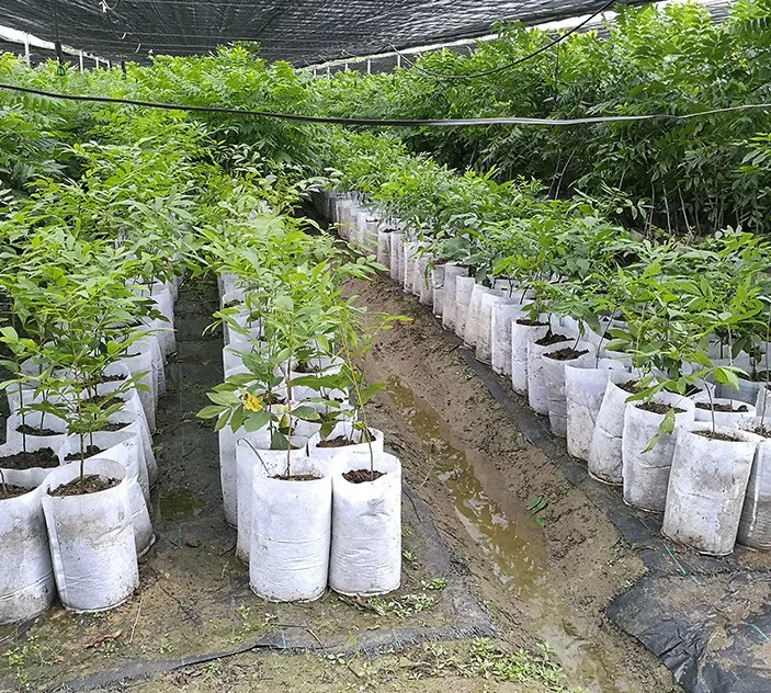 pp white jute seedling bag manufacturing non-woven biodegradable nursery bags plant for greenhouse