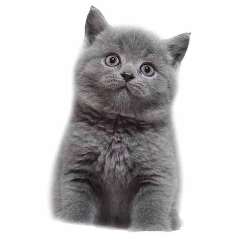 
Consulting Service for FIPV Prevention 