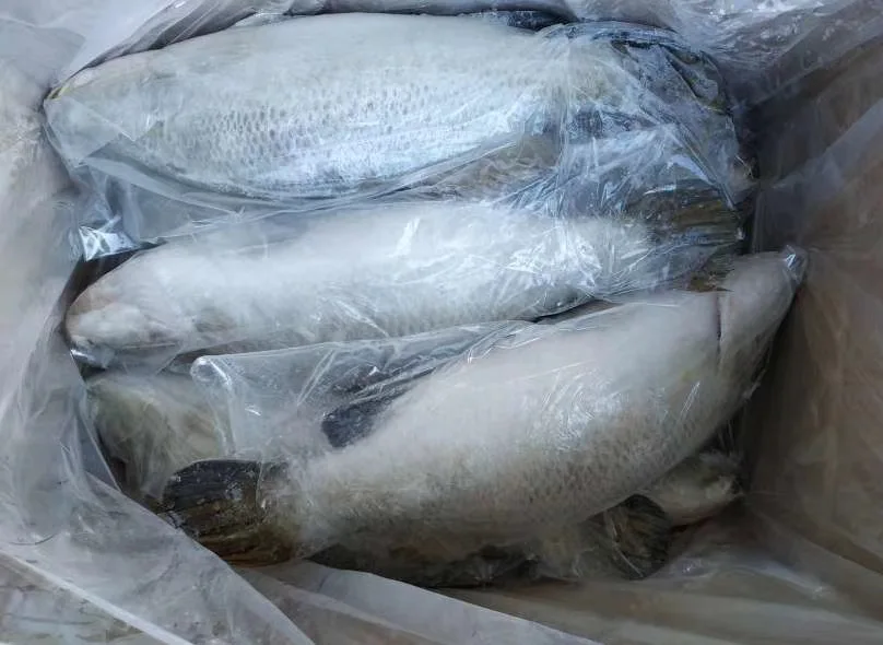  Китай высокое качество рыба замороженные морепродукты цельная замороженная морская