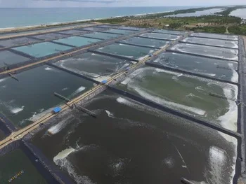 Подстилка для креветочных водоемов морского фермерского пруда