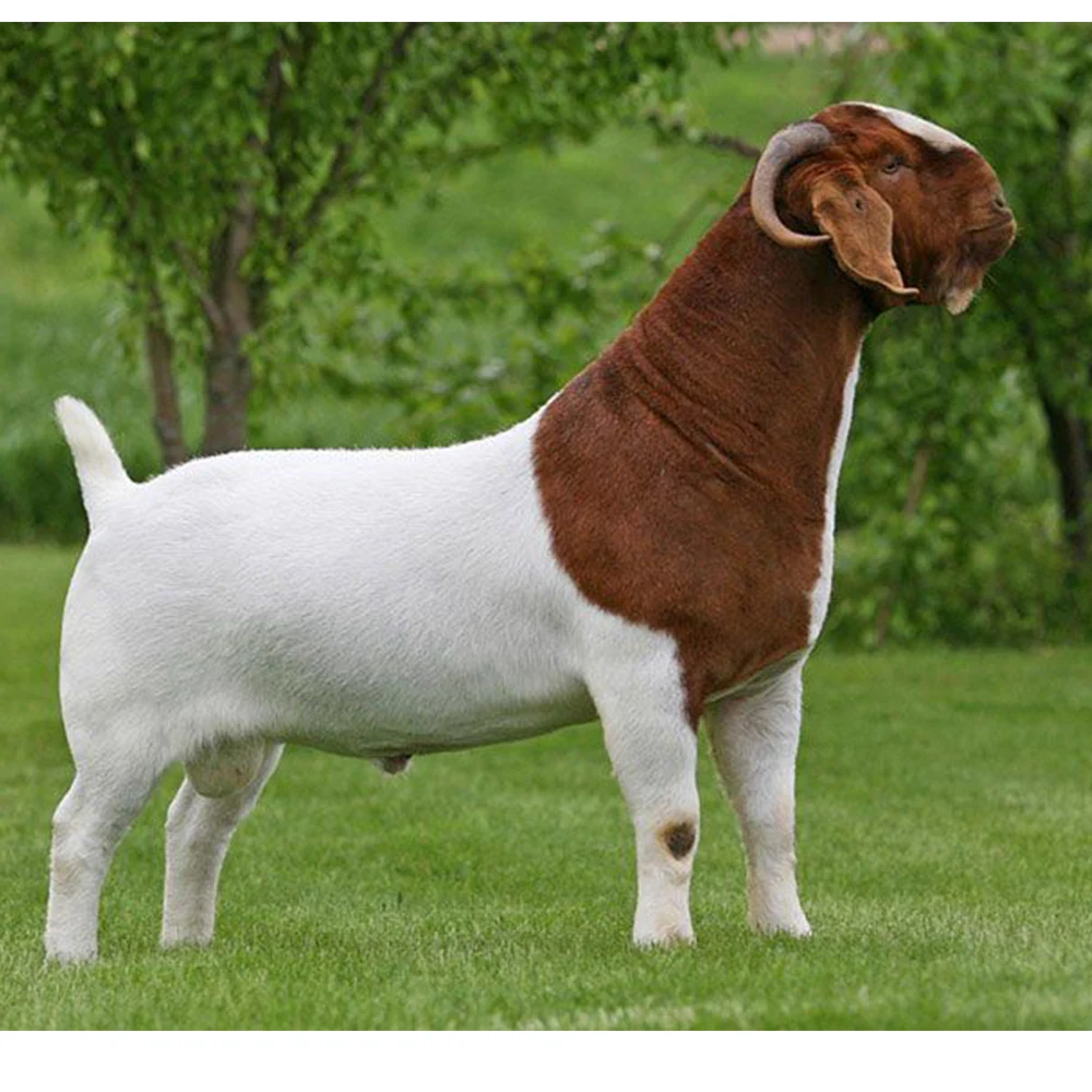 
Live Pure Breed Boer Goat / 100% Full Blood Live Boer Goats / Live Goats..for Distribution 