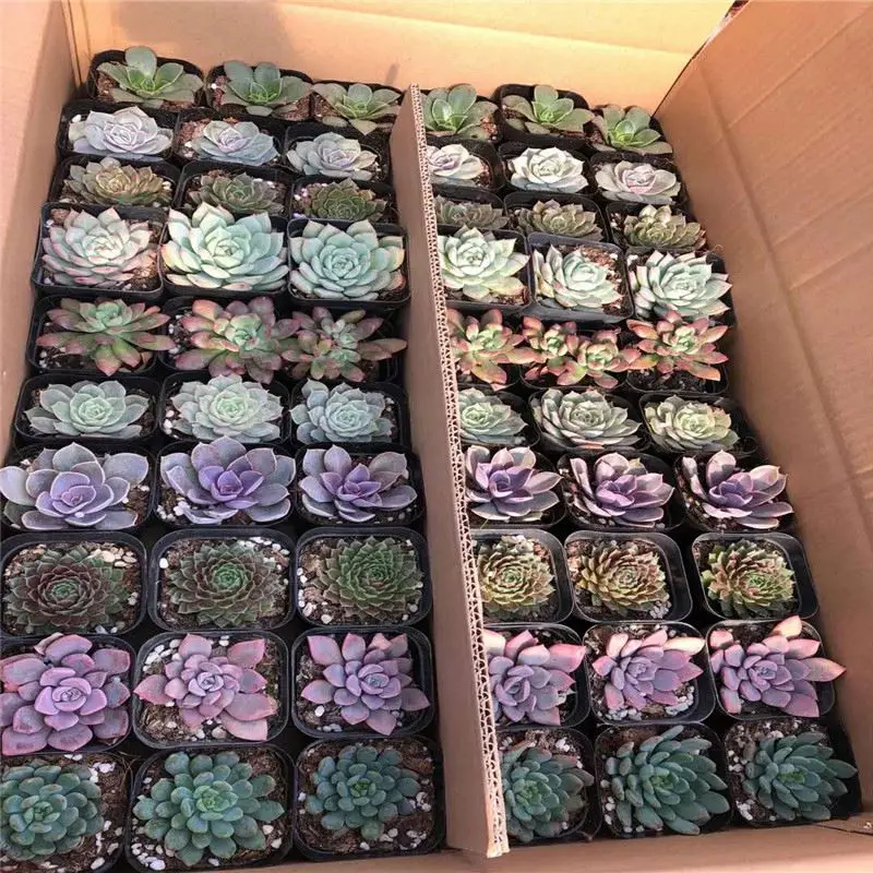 
Succulent plants10 kinds, each kind 6 pots, altogether 60 pots, the condition is excellent 