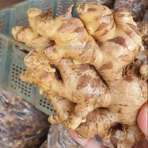 Vietnam Supplier Fresh Ginger Natural Fresh Ginger Roots Best Price For Wholesale