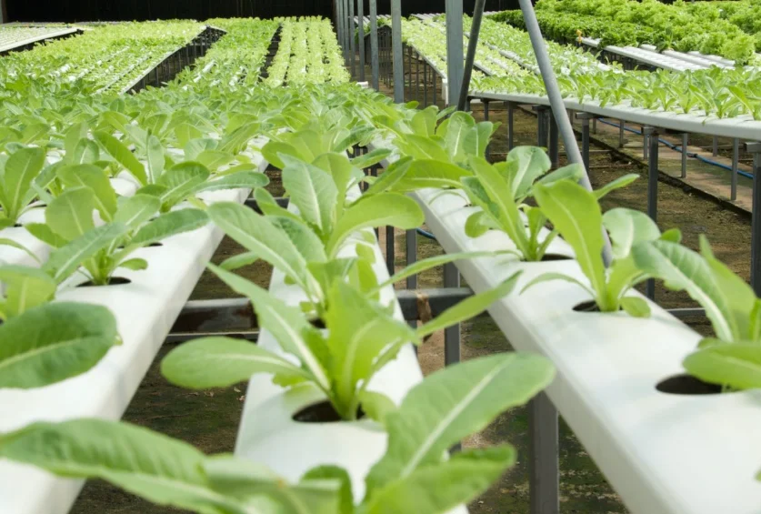 JIapei Indoor Smart Cuitivo NFT Hydroponic Vertical Aquaponics System in Superfarm