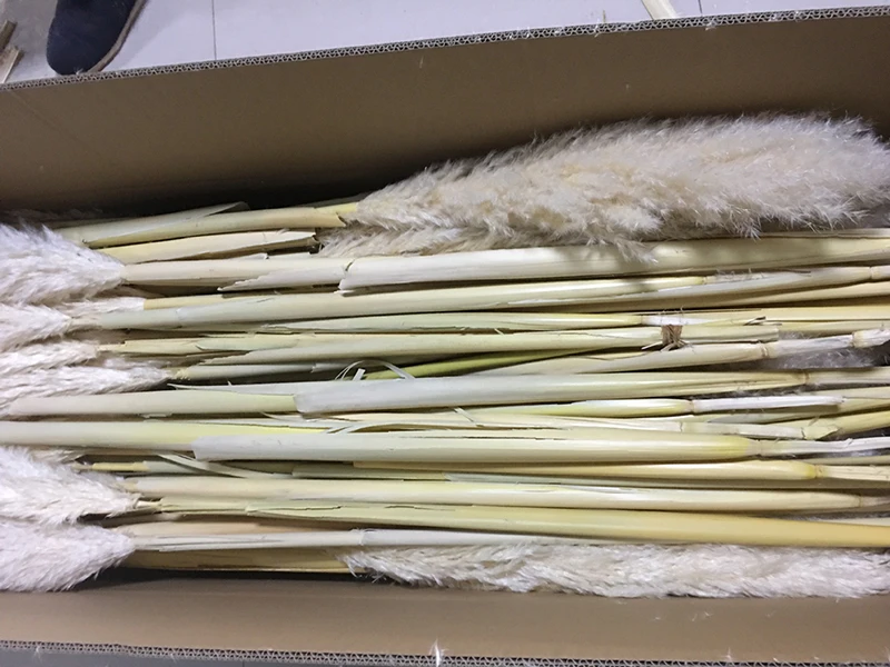 
Decorative Dried Flower 1.5m Large Dried Wedding Home Fluffy Prundo Phragmites Reeds Dried Pampas Grass 