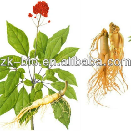 High Quality Organic Panax Ginseng Leaf Extract Powder Capsules Natural Root Ginsenoside RG3 Solvent Extracted Pure