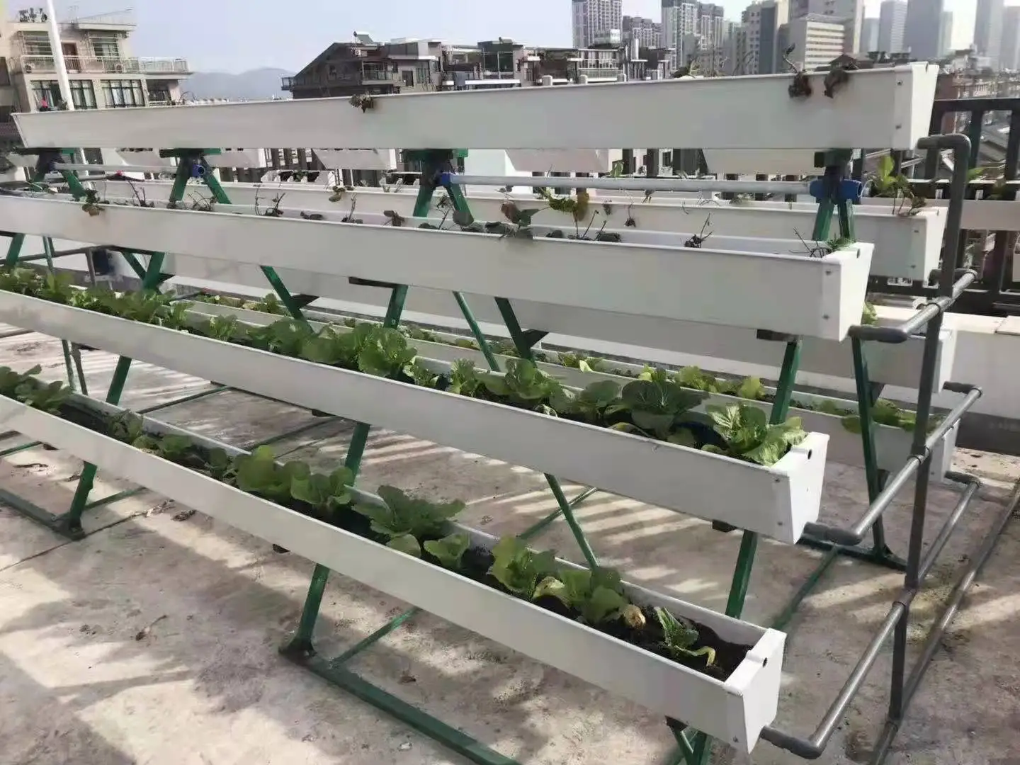 Low Cost Agricultural Greenhouse Multi-Span Plastic Film Greenhouse Tunnel Greenhouse For Sale