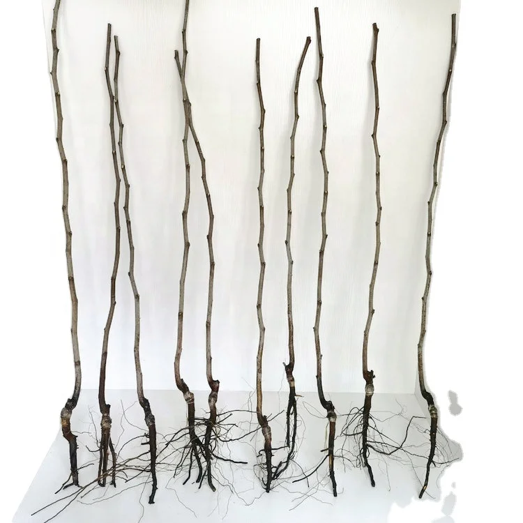 China Factory Wholesale grafted nursery Jujube fruit tree seedling chinese date tree plants for planting