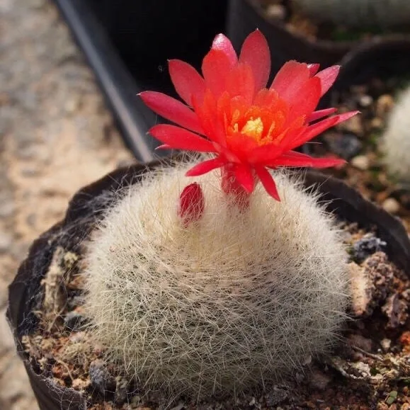 
Top Sale Guaranteed Quality Wholesale Lithops Natural Succulents Cactus 