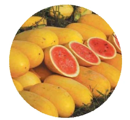 
2021 Hybridization fresh King Beauty gold skin Watermelon seed 