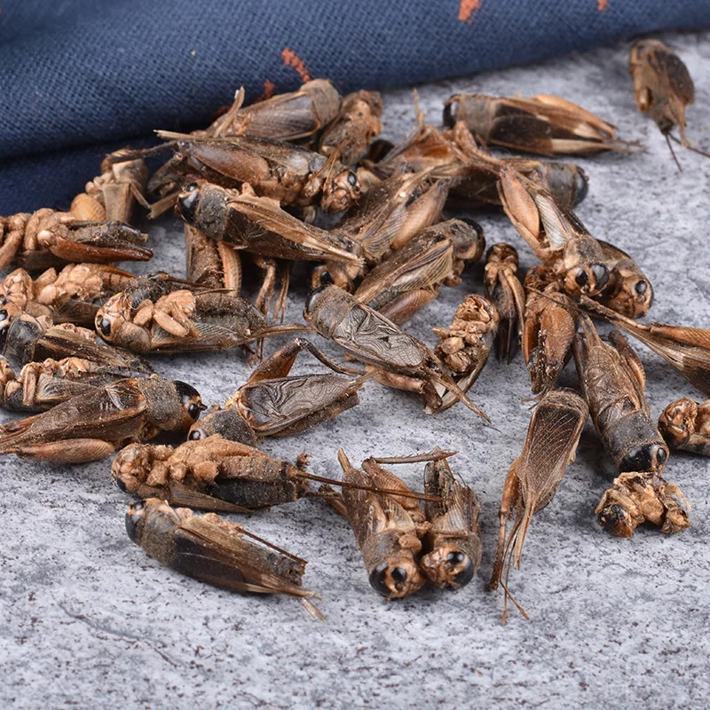 Limited Time Promotion Factory Wholesale Price Clean High Protein Wholesale Freeze Dried Crickets