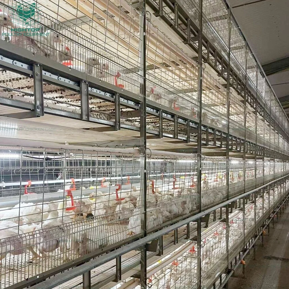 Broiler Chicken Growing Cages Automatic Harvesting Multi Tier Chicken Broiler Cage For Broilers Farms