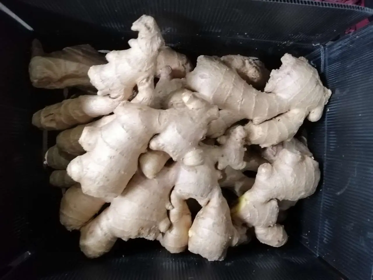 Sinofarm  2022 Hot Sale China Dry ginger root New Crop Chinese Fresh Ginger For Export from Shandong China