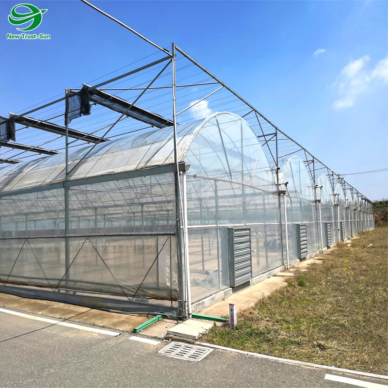 
Low Cost Multispan PO Film Agricultural Greenhouse for Sale with NFT Hydroponic Systems 