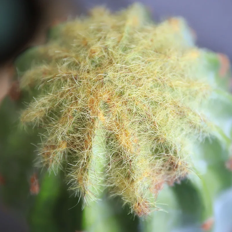 Искусственный марокканский кактус украшение окна моделирование Зеленые искусственные листья растения