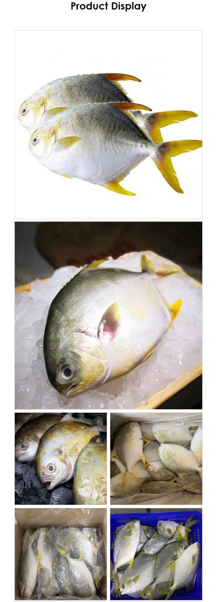 IQF golden pompano pomfret fish