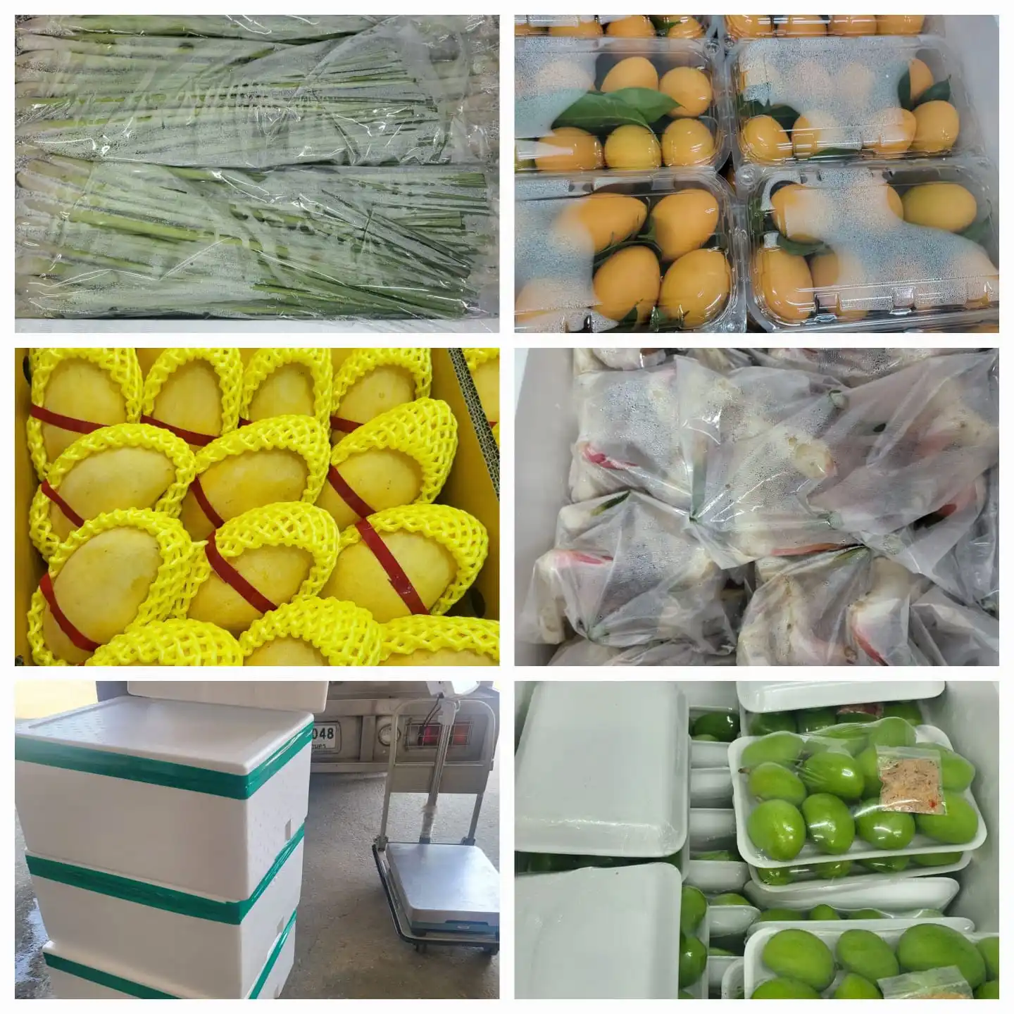 Thai Fruits and vegetables For Export Cheap Price And Quick Response With High Quality From Thailand