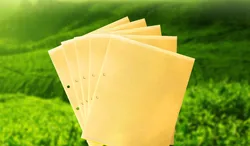 Flying Insect Killers Yellow Sticky Fruit Fly Sticky Traps Killing Aphids Plate Stick Insect Whitefly