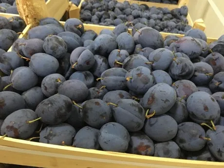 
Best Price Fresh Plums For Best Price Sale 