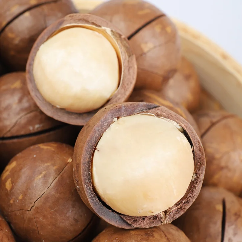 Top Quality Freshly Picked Own Planting Base Raw Macadamia Nuts In Shell Macadamia Nuts Seeds For Sale