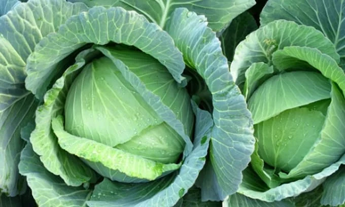 DEAL HOT Natural Green Chinese/Napa Cabbage with High Quality exporting in 2023 product of Viet Nam