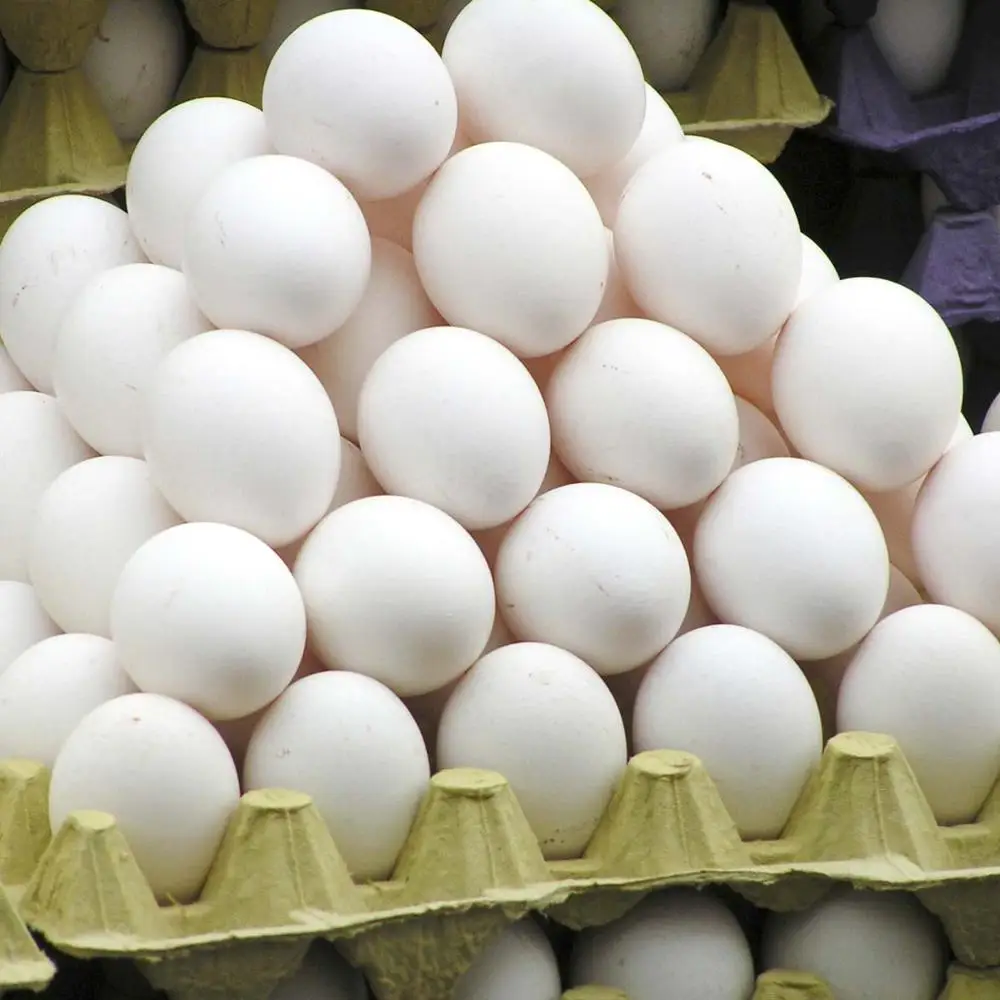 Chicken Table Eggs Export Fresh Eggs