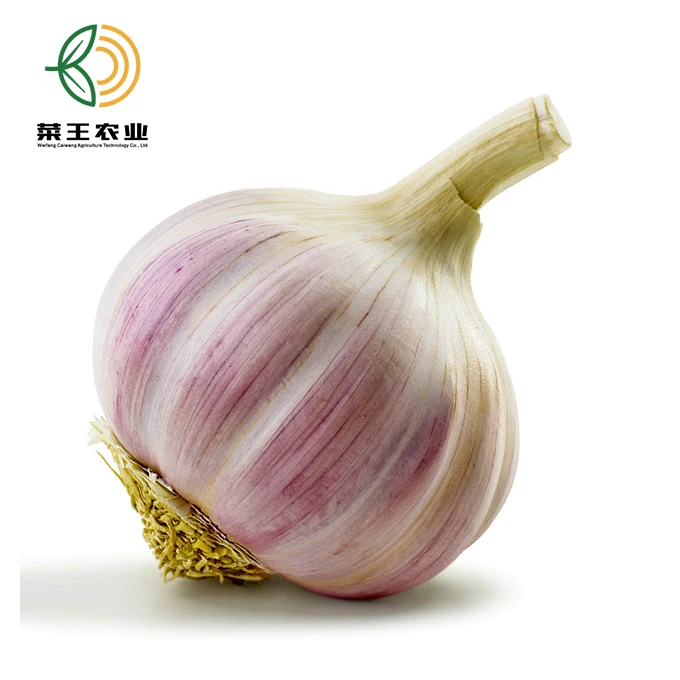 
Chinese Normal White pure white Fresh Garlic New Crop 
