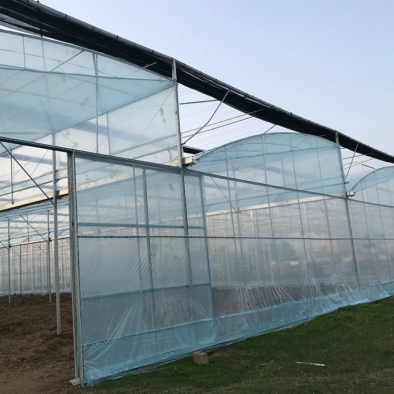 Plants growing Multi-span film greenhouse with galvanized square steel pipe