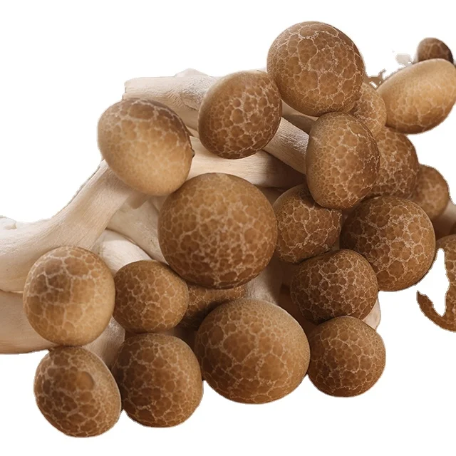 Agricultural use mushroom cultivation  fresh Crab flavor mushroom