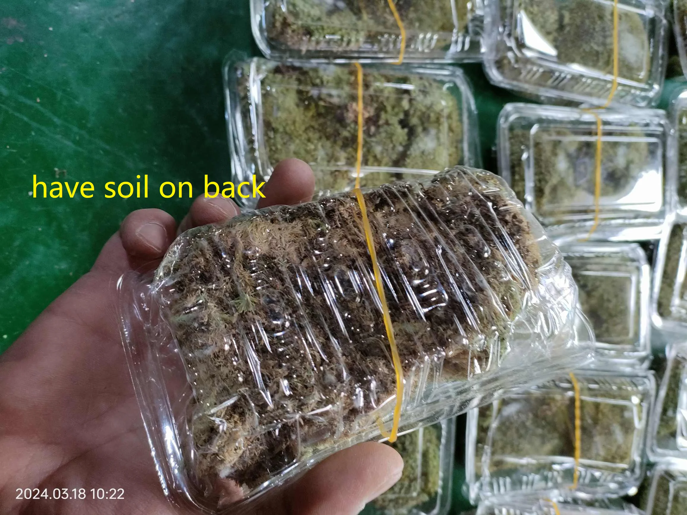 Natural  Live Moss, Real Muskeg Grass for Wall, Garden, Scene Decoration, Micro Landscape, Army Sand Table