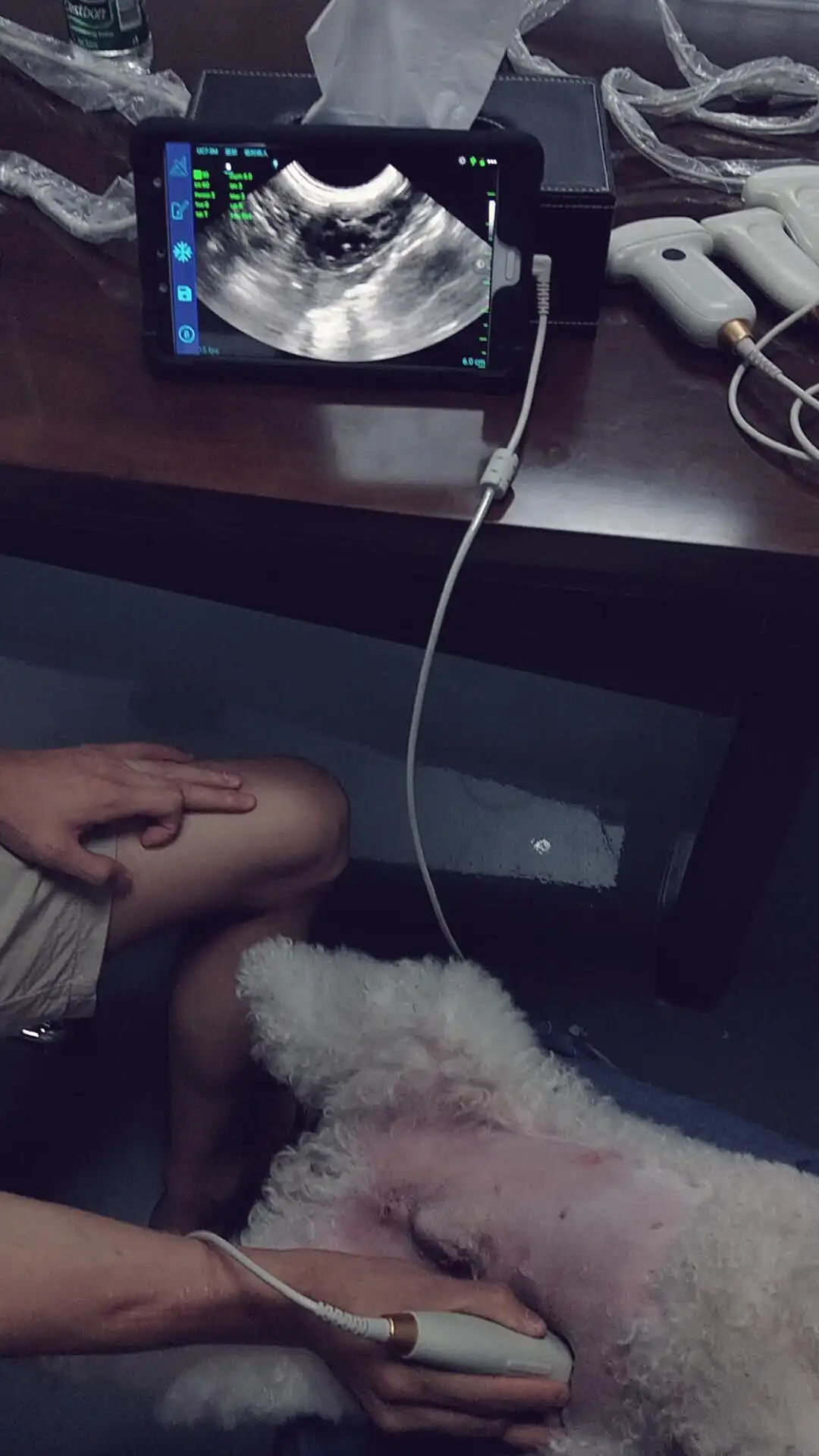 Animal scanning imaging ultrasound  pregnancy scanner     goat/sheep scanner  pig scanner   porcine ultrasound machine