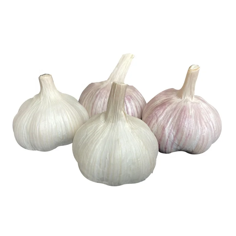 Purchase of Garlic Shandong New Crop Fenduni Supply Fresh RED Garlic Normal White 5.5cm 10kg/carton for South Sudan/Mayotte