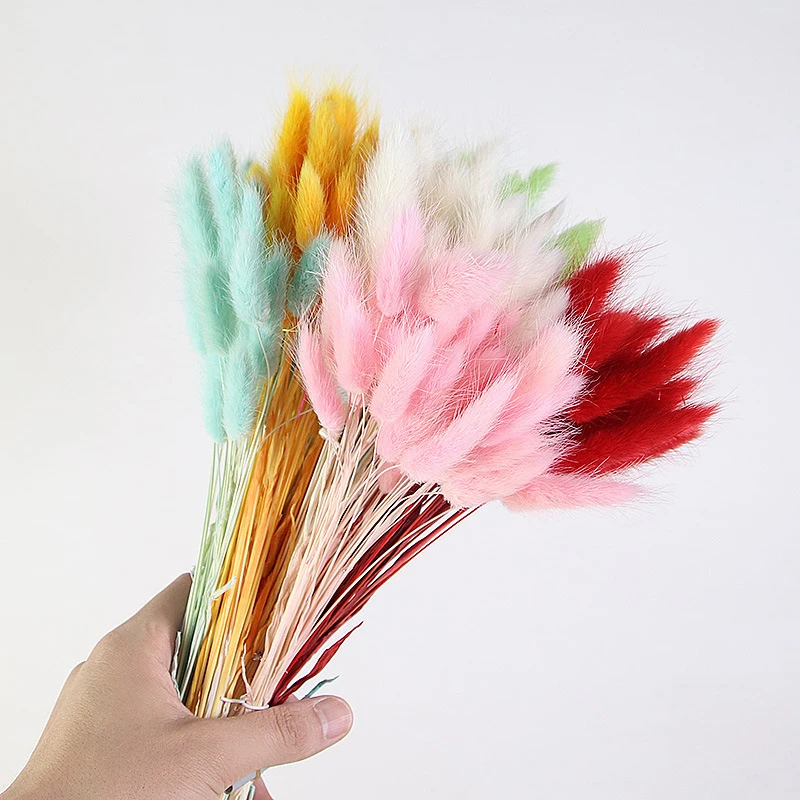 Dried Flowers Lagurus Ovtus Foxtail Grass Rabbit Tail Bunny Tails Wholesale Decorative Real Natural for Wedding Home Decor
