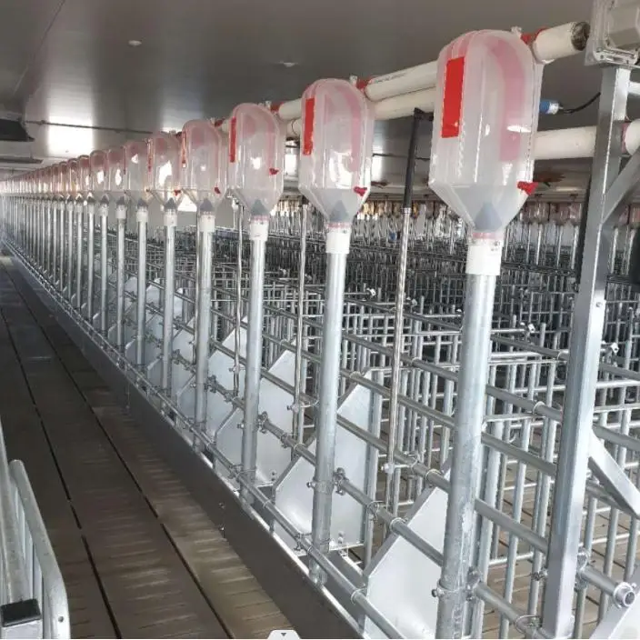 Steel structural poultry house for pigs with stainless steel crate system and other automatic equipment