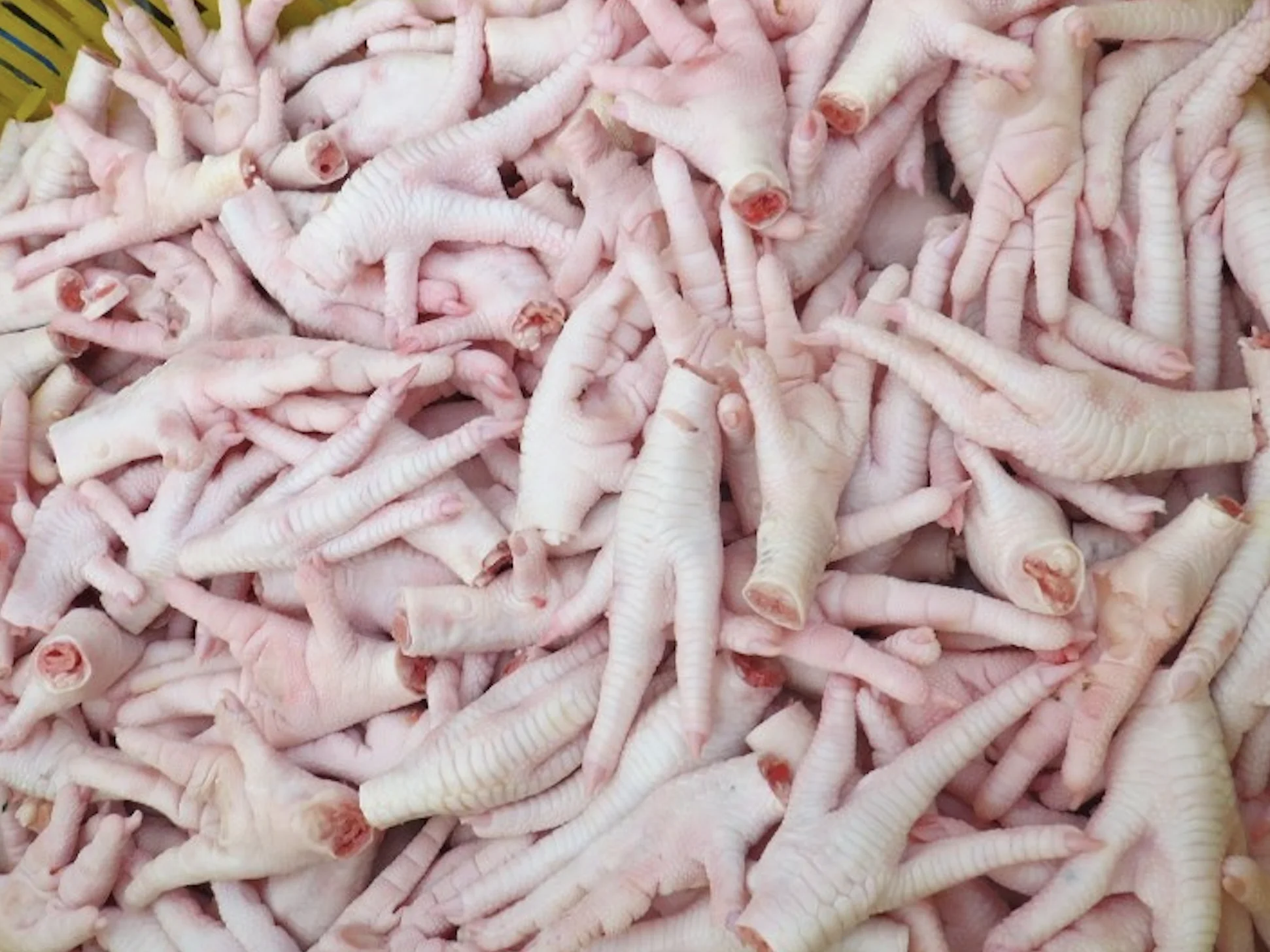 
Buy Quality Brazil Frozen Chicken Paws / Chicken Feet 