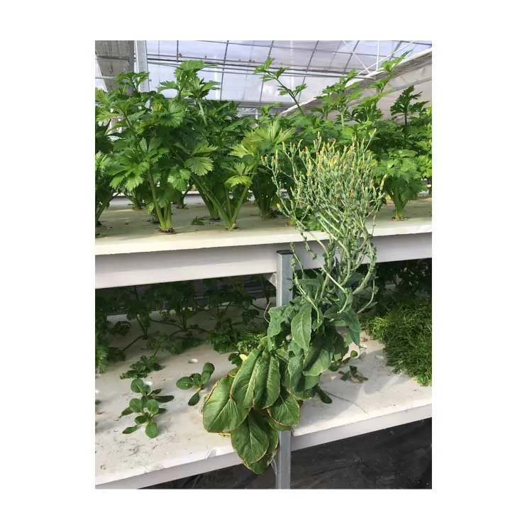  Гидропоника Autogrow и теплица для выращивания в