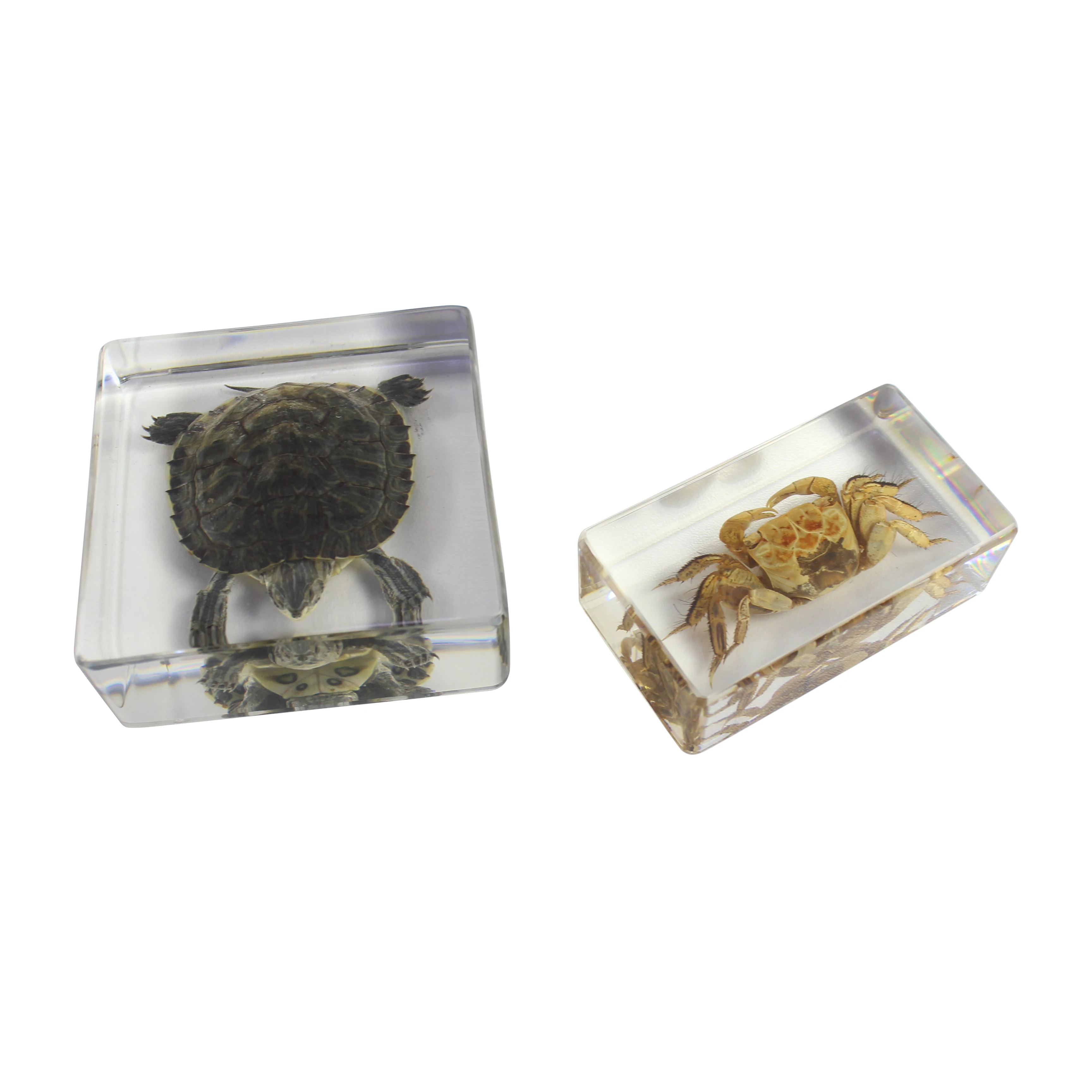 Different Animal Specimen Display Acrylic Educational Toy Block Animal Kingdom (II) Kits for Children