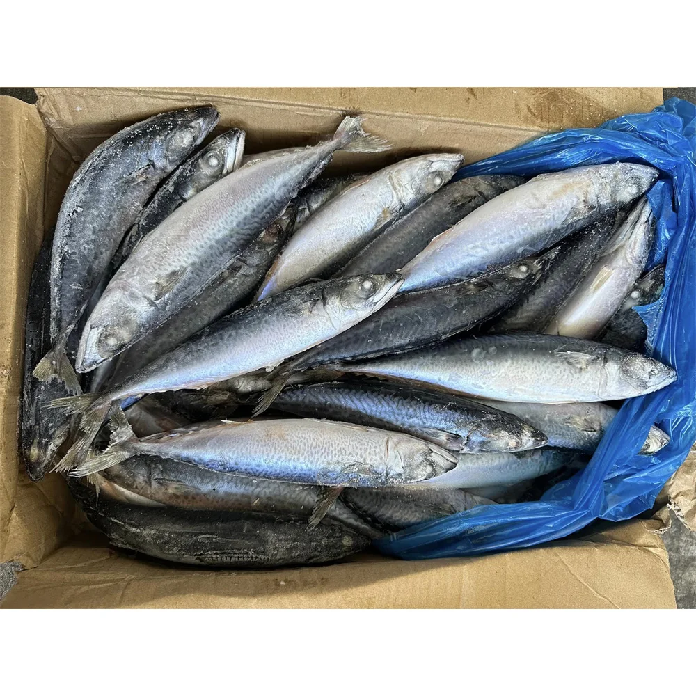 Best quality whole round frozen pacific mackerel fish seafrozen pacific mackerel 100 150g pacific mackerel scomber japonicus
