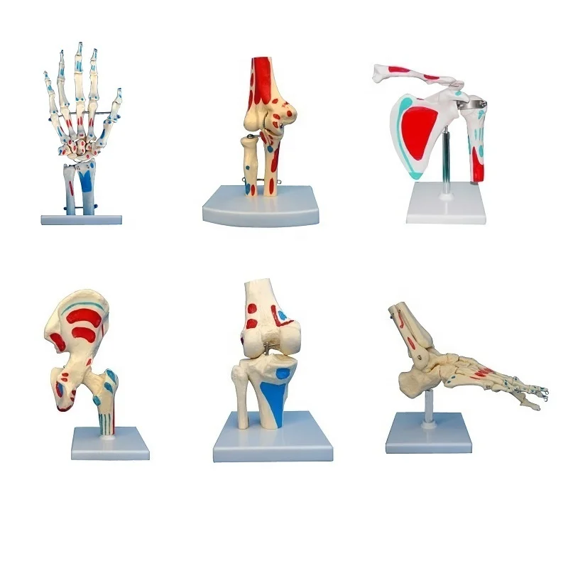 Medical Science Human Joint Anatomical Skeleton Model