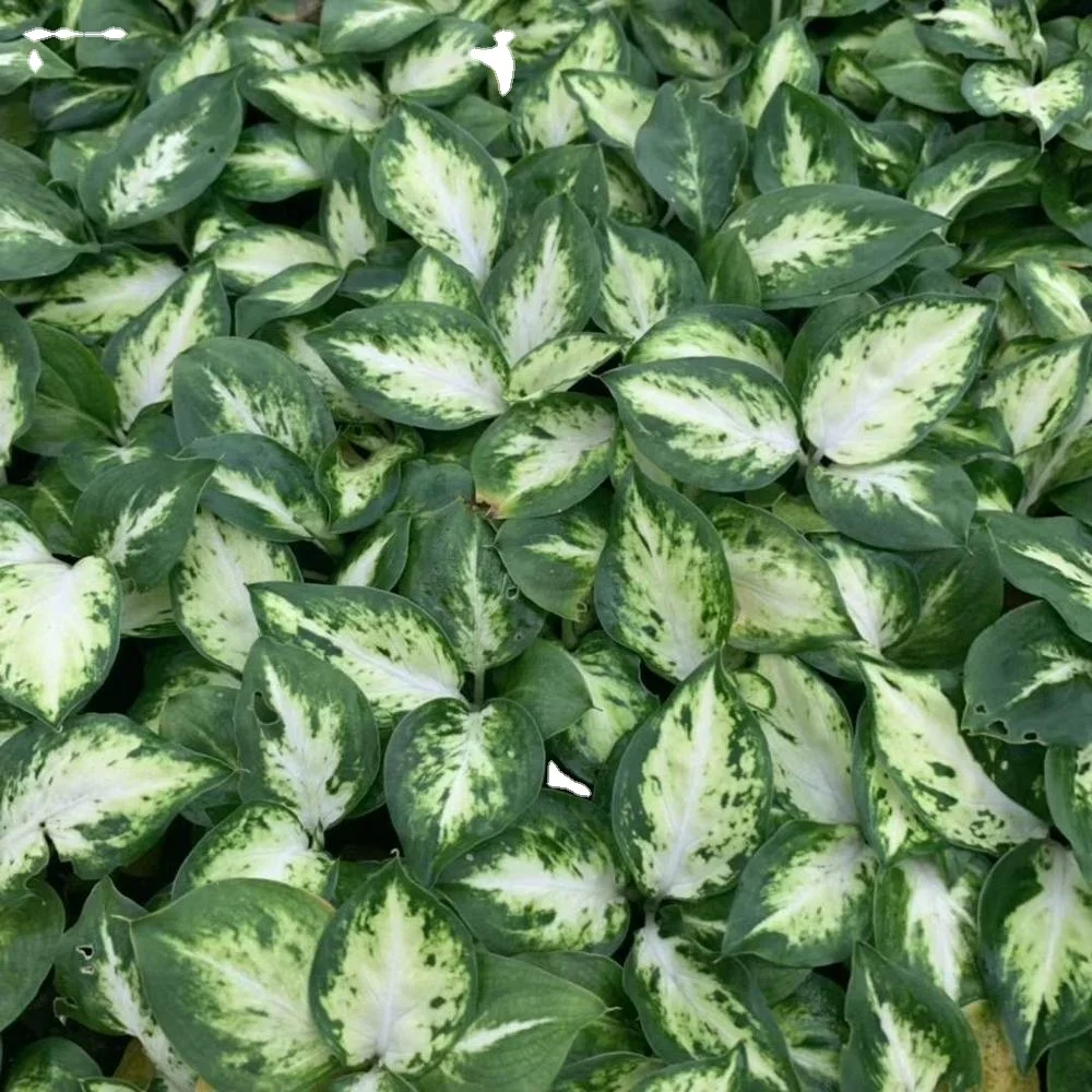 Тканевая культура саженцы завод seedlingsIrene Evergreen