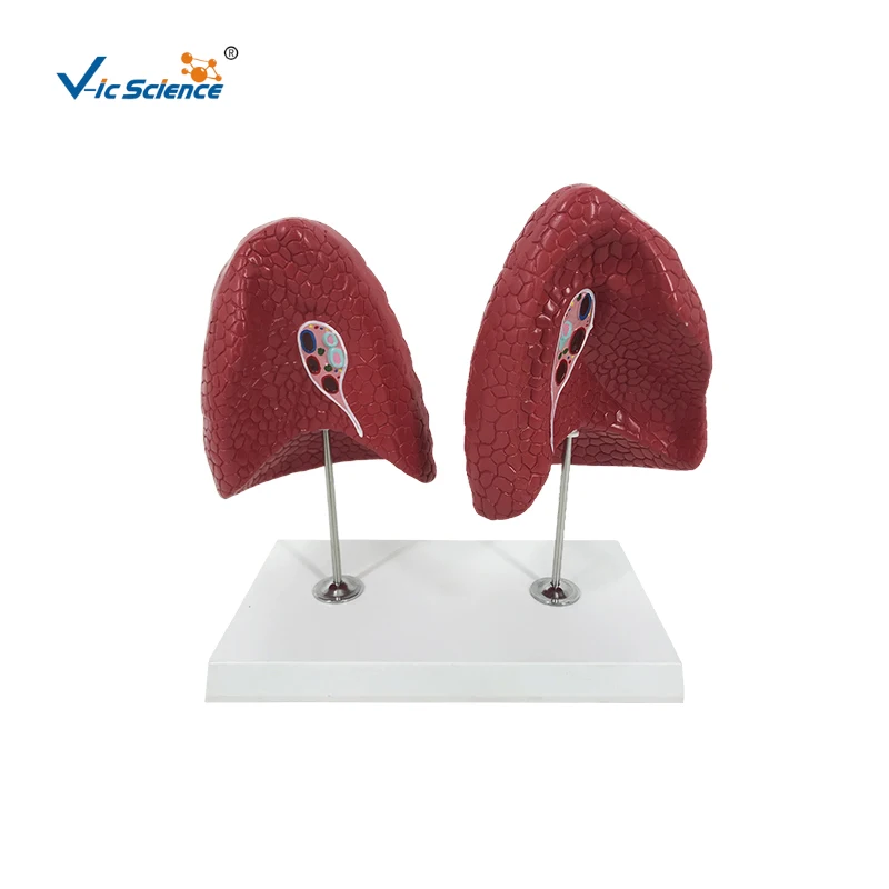 Biology Model for Left and Right Lung for Hospital Usage