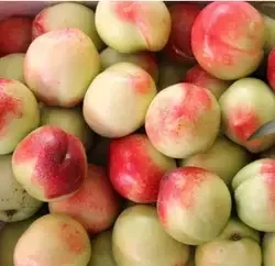 High Quality Big Green Safety Fresh Stone Fruit Peaches Nectarines